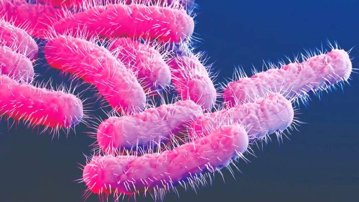 shigella