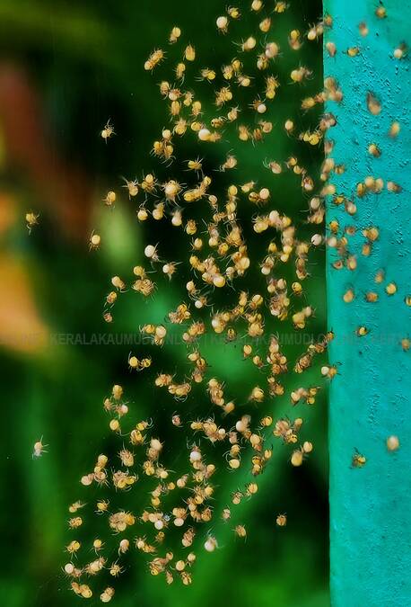 Kerala Kaumudi Photo Gallery