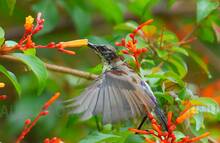 fly-