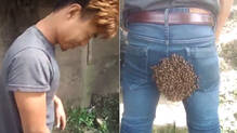 honeybees