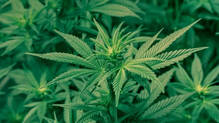 cannabis-case-arrested