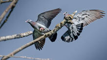pigeons