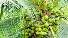 coconuts-are-routinely-stolen-from-uninhabited-houses-in-kollam