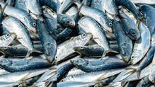 fish-pricw-hikw