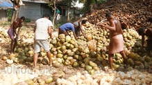 kerala-coconut-farmers-face-big-crisis-and-know-the-reason