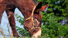 explainer-story-about-donkey-therapy