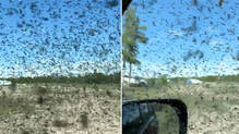 mosquito