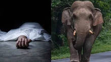 elephant-attack-kerala