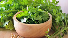 coriander-leaves