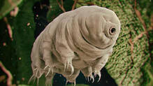 mammals