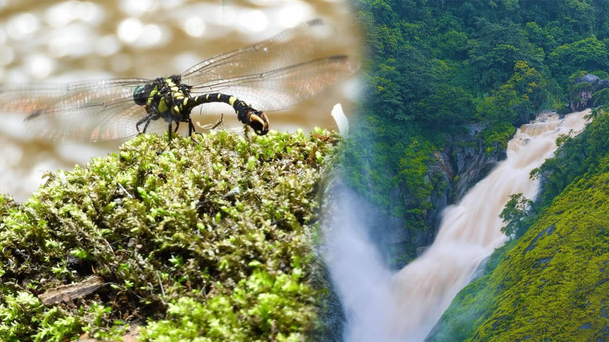 munnar-new-species