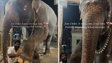 baby-elephant