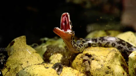 snake.1.3877191