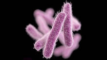 shigella-confirmed-at-kollam-two-students-hospitalized