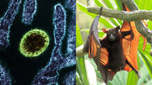official-confirmation-that-ramanattukara-native-has-nipah-77-people-in-contact-list