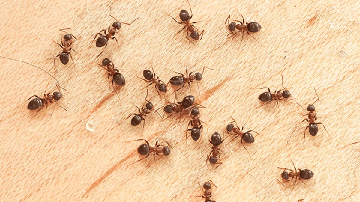 ants ants