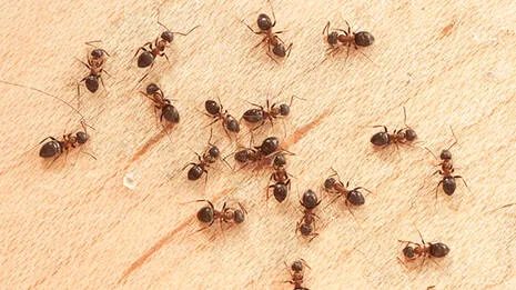 ants.1.3878120