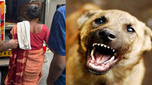 stray-dog-attack--ata-thiruvananthapuram