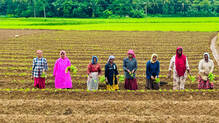 varavur-gold