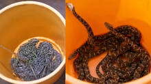 small-python-caught-from-thrissur-poonkunnam-in-front-of-house