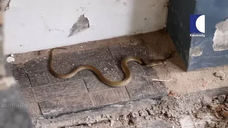 snake.1.3878852