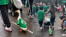 duck-