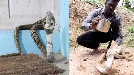 snakemaster.1.3880481