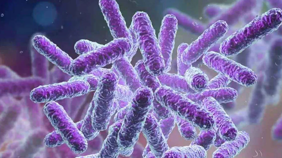 shigella