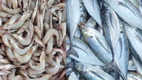 fish.1.3883385