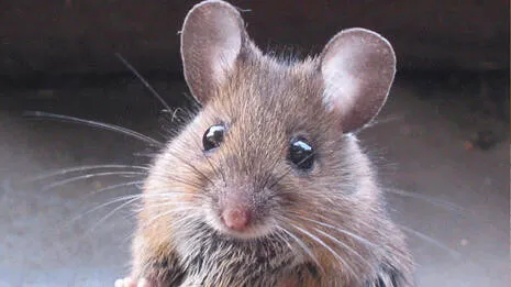 mouse.1.3883417