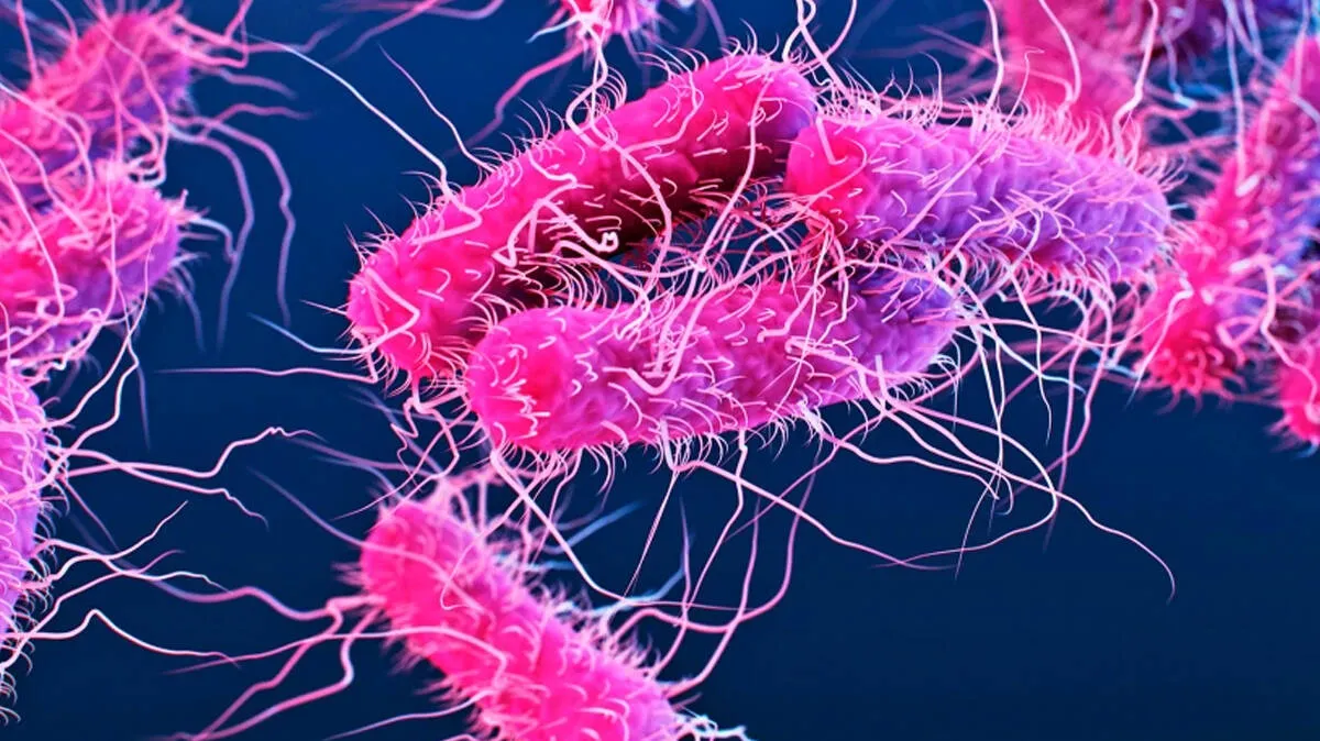 shigella-