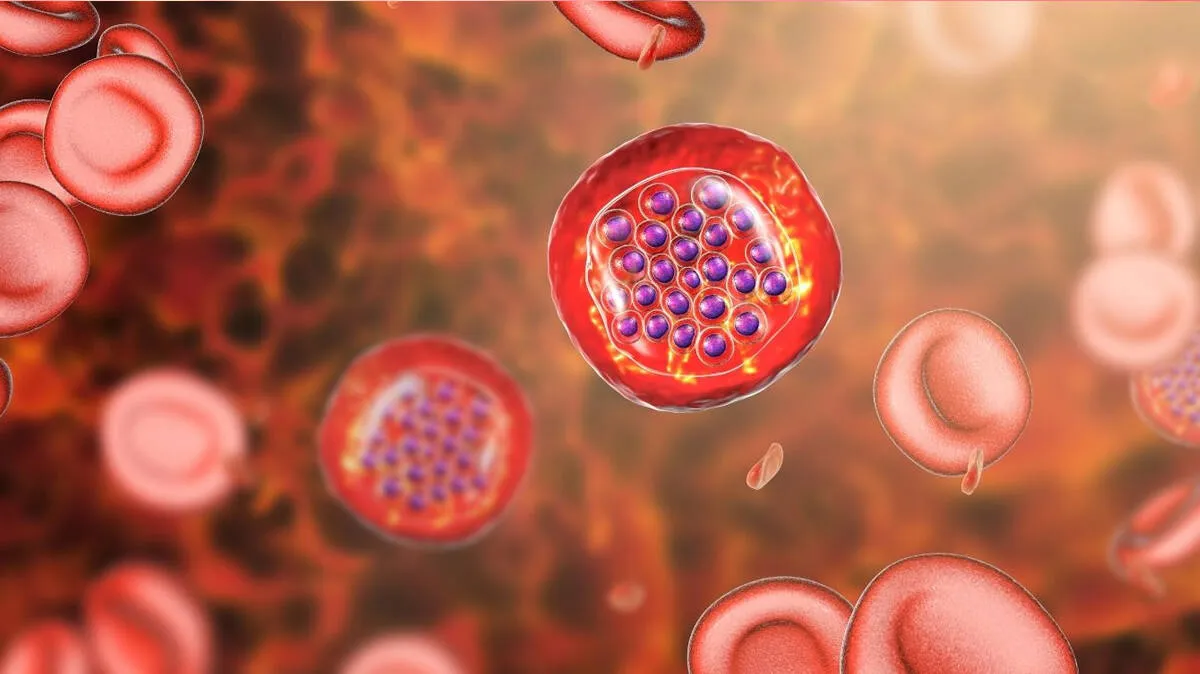 malaria malaria