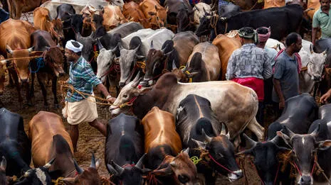 beef-price-.1.3885103
