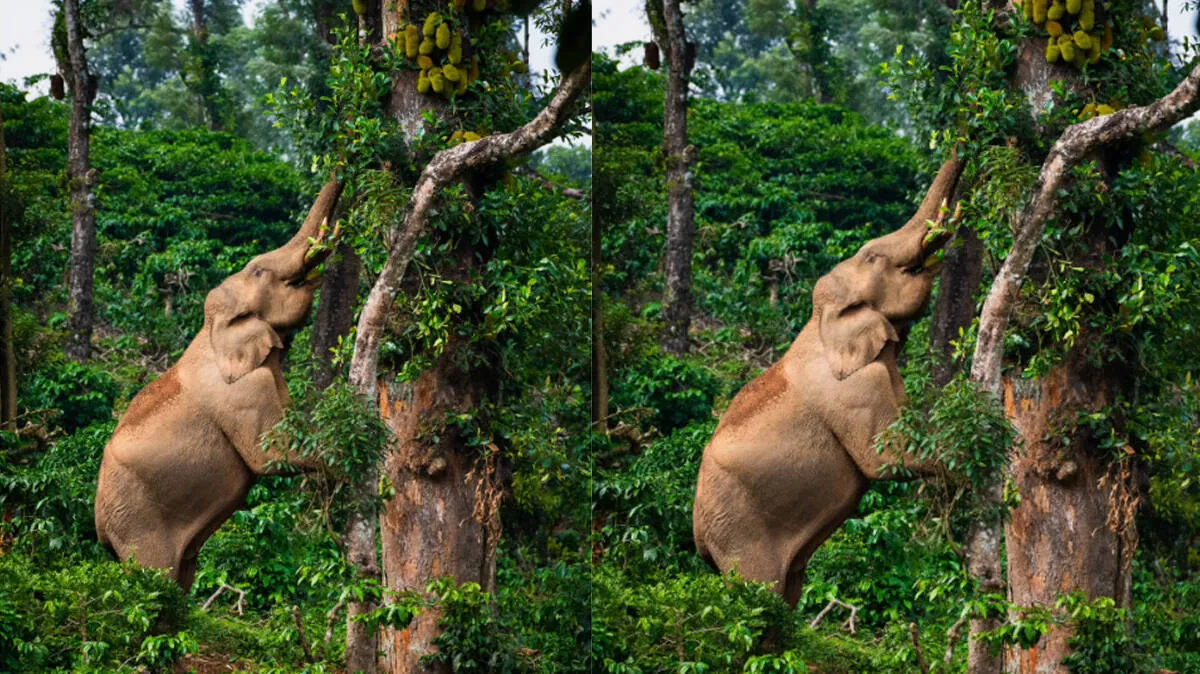 elephant