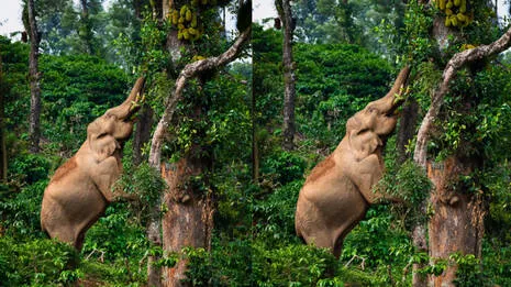 elephant.1.3885128