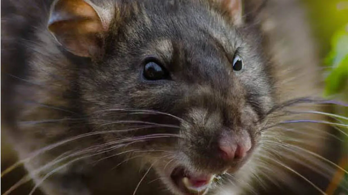 rat-fever