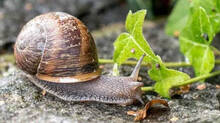 slug