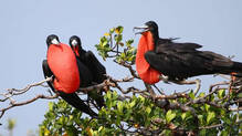 frigate-bird