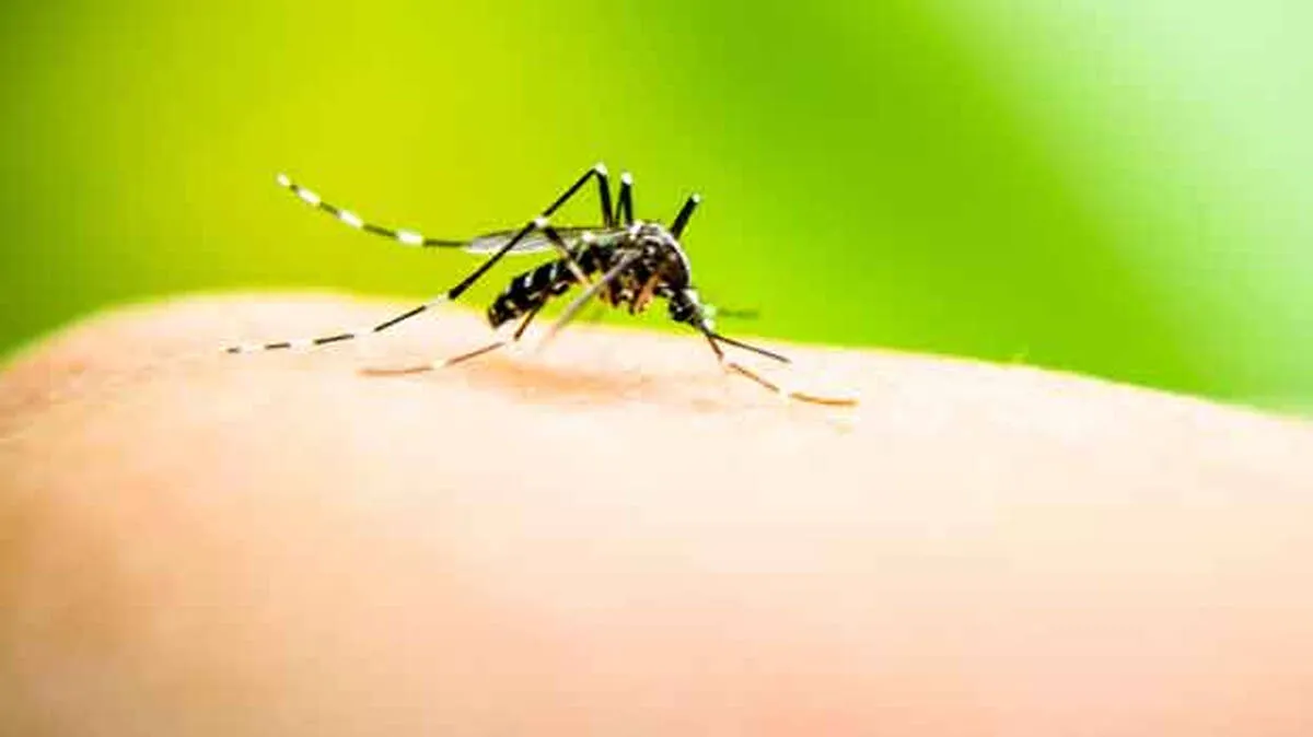mosquito mosquito