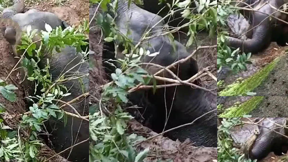 wild-elephant wild-elephant