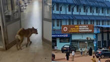 stray-dog-attack-in-kanhangad-govt-district-hospital