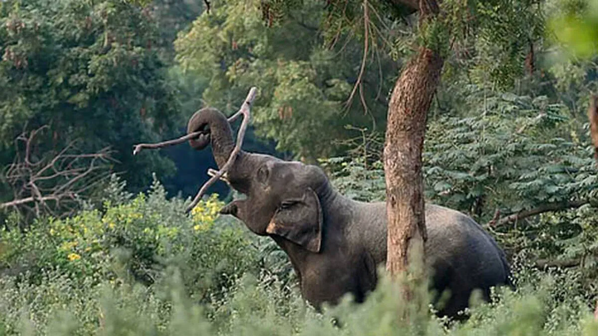 tusker