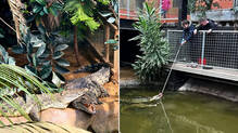 stranger-throws-three-year-old-into-a-crocodile-pond