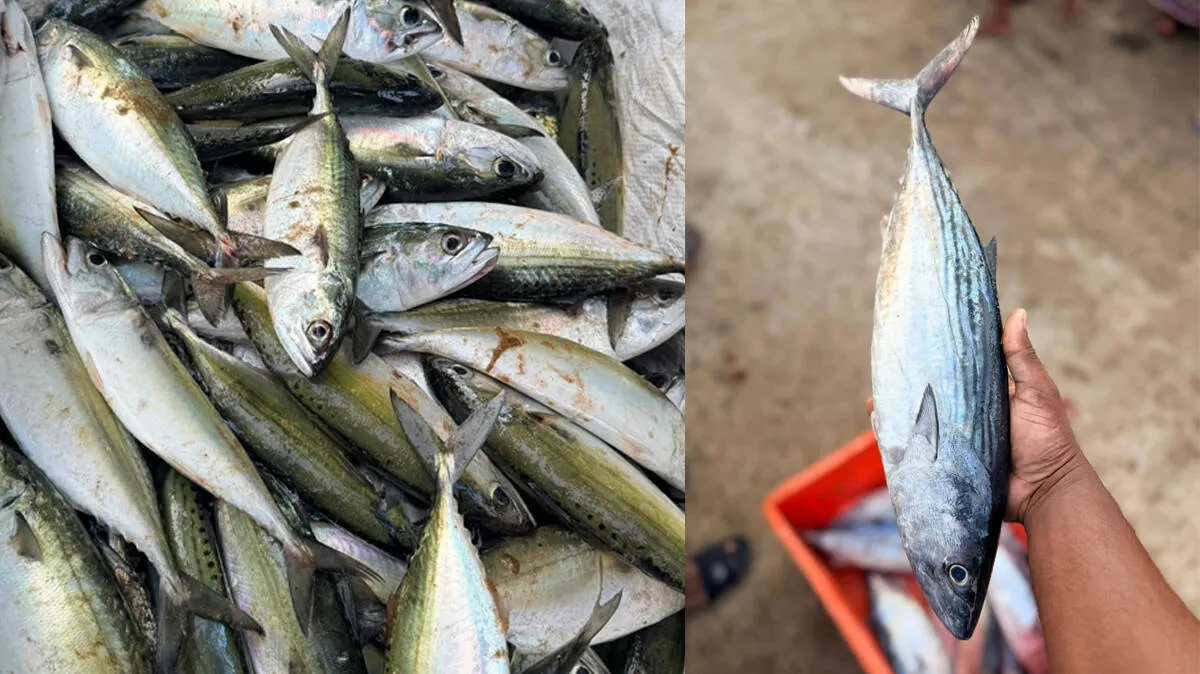 -fish