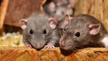 leptospirosis-cases-increase-in-kerala