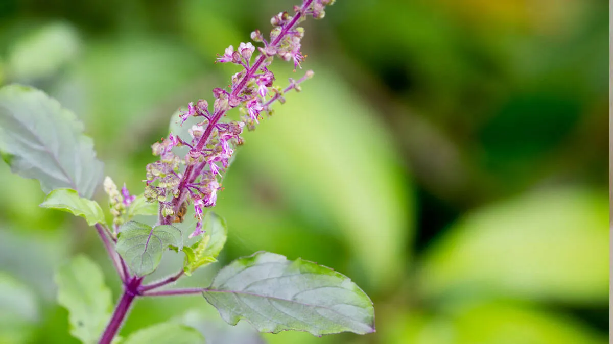 tulsi