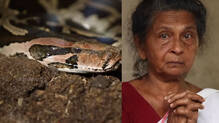 vava-suresh-caught-rock-python-from-home