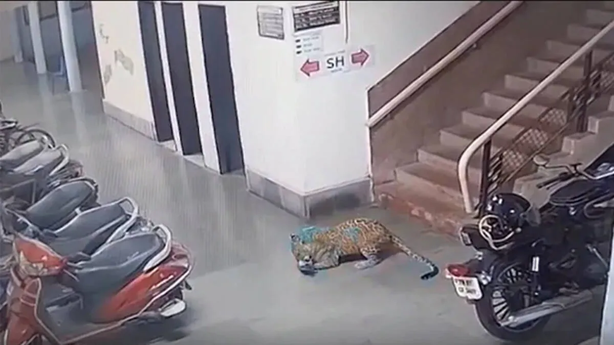 leopard-stray-dog-