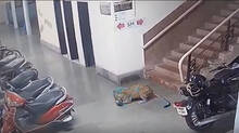 leopard-kills-stray-dog-iit-bombay-campus-cctv-video