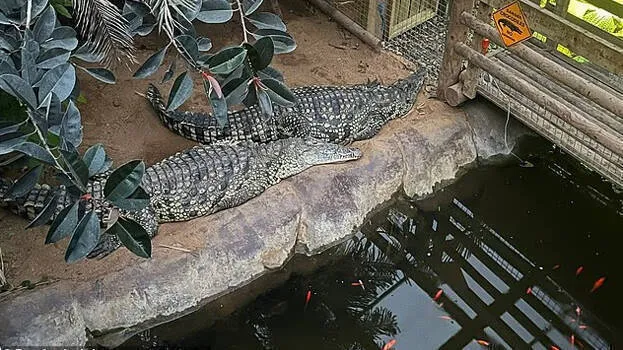 crocodile crocodile